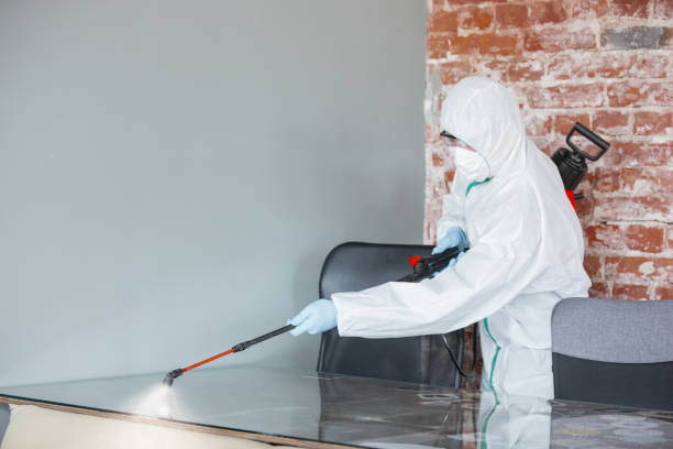 Trusted Morris, MN Mold Removal Experts